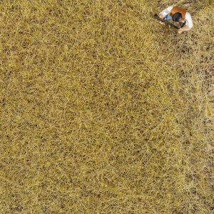 170775 Faller PREMIUM Streufasern Heu, 6 mm