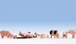 15712 Noch Schweine