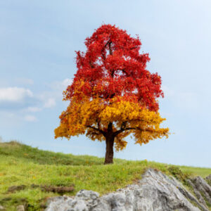 20114 Noch Eiche, herbstlich 20 cm hoch